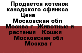 Продается котенок канадского сфинкса › Цена ­ 15 000 - Московская обл., Москва г. Животные и растения » Кошки   . Московская обл.,Москва г.